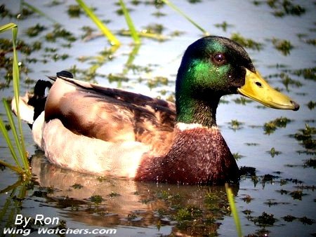 Mallard (M) by Ron Pelletier