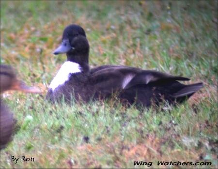 Mallard crossbreed by Ron Pelletier