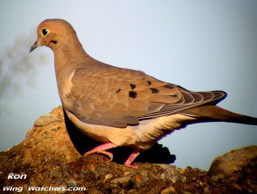 Mourning Dove by Ron Pelletier