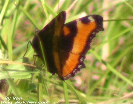 Milbert's Tortoiseshell by Ron Pelletier