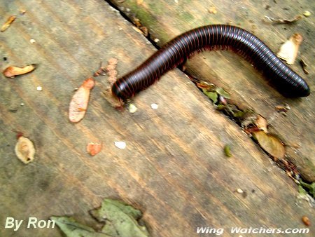 Millipede species by Ron Pelletier