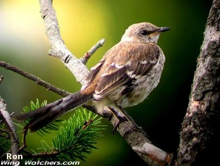 Northern Mockingbird (juvenile) by Ron Pelletier