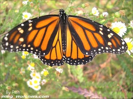 Monarch Butterfly by Ron Pelletier