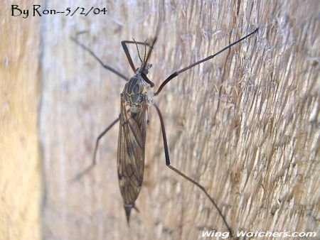 Cranefly species by Ron Pelletier