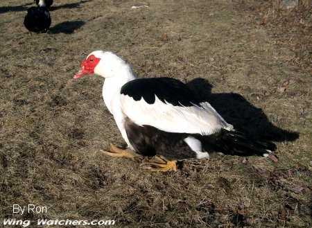 Muskovy Duck in captivity by Ron Pelletier