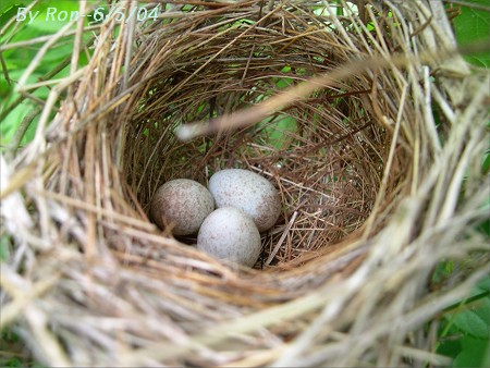 Field Sparrow nest with eggs by Ron Pelletier