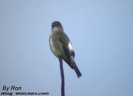 Olive-sided Flycatcher by Ron Pelletier