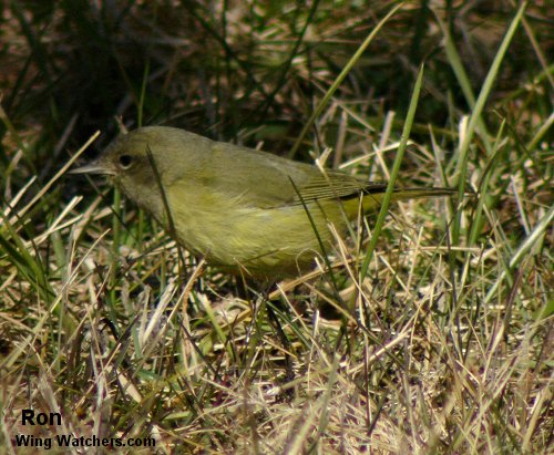 Orange-crowned Warbler by Ron Pelletier