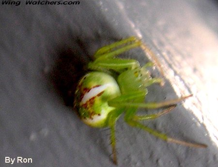 Orb Weaver species by Ron Pelletier