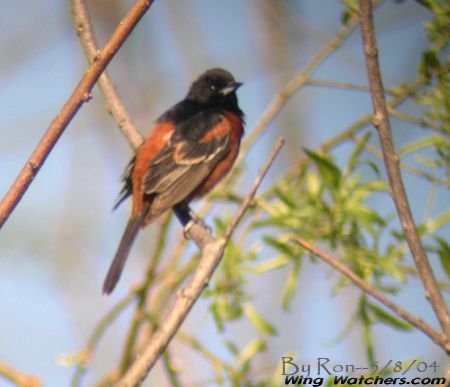 Orchard Oriole (M) by Ron Pelletier