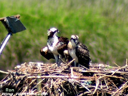 Osprey and fledgling by Dave Pelletier