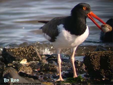 American Oystercatcher by Ron Pelletier