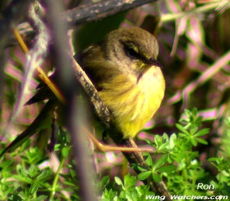 Palm Warbler (winter) by Ron Pelletier