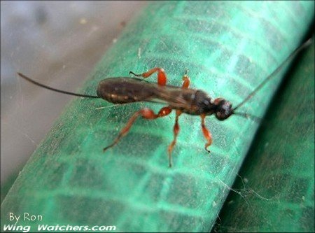 Parasitic Wasp by Ron Pelletier