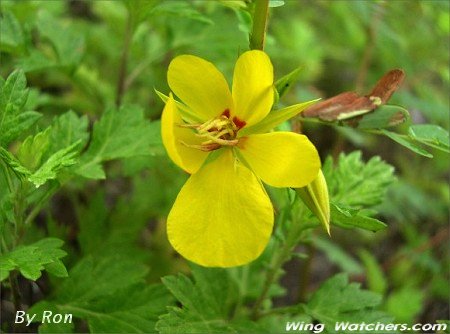 Partridge Pea