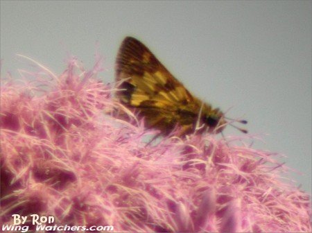 Peck's Skipper by Ron Pelletier