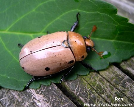 Spotted Pelidnota Beetle by Ron Pelletier