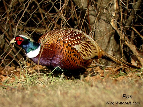 Ring-necked Pheasant (M) by Ron Pelletier