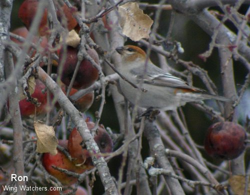 Pine Grosbeak by Ron Pelletier