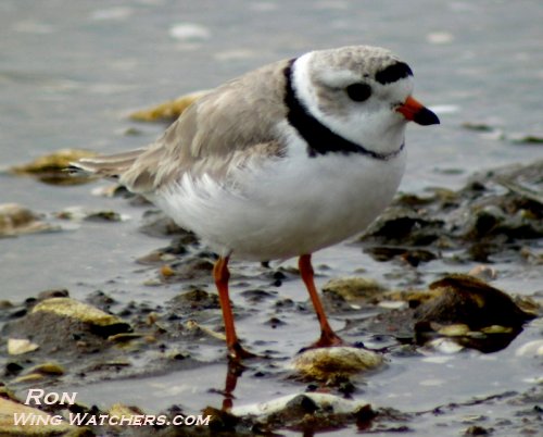 Piping Plover adult breeding plummage by Ron Pelletier