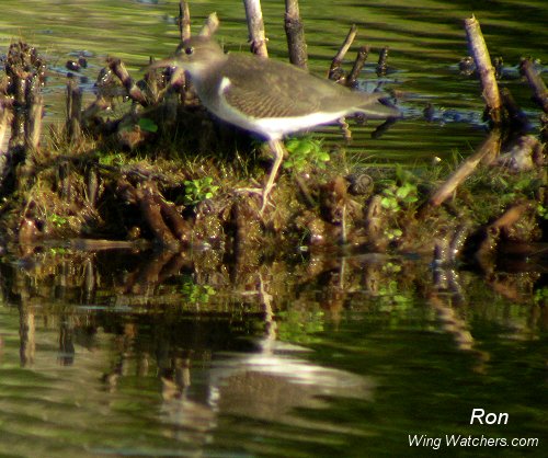 Sandpiper species by Ron Pelletier