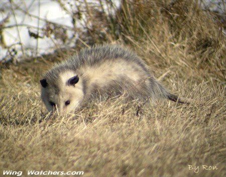 Opossum by Ron Pelletier