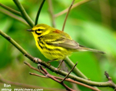 Prairie Warbler by Ron Pelletier