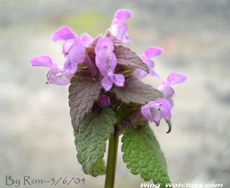 Purple Dead-nettles