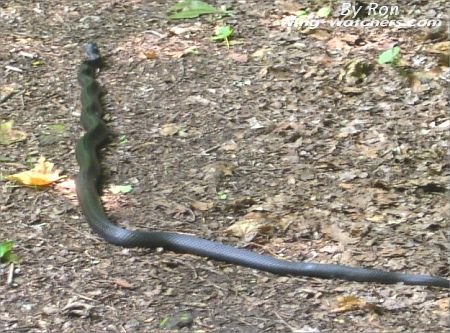 Black Rat Snake by Ron Pelletier