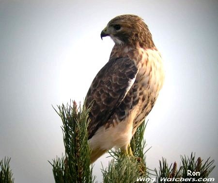 Red-tailed Hawk by Ron Pelletier