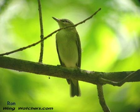 Red-eyed Vireo by Ron Pelletier