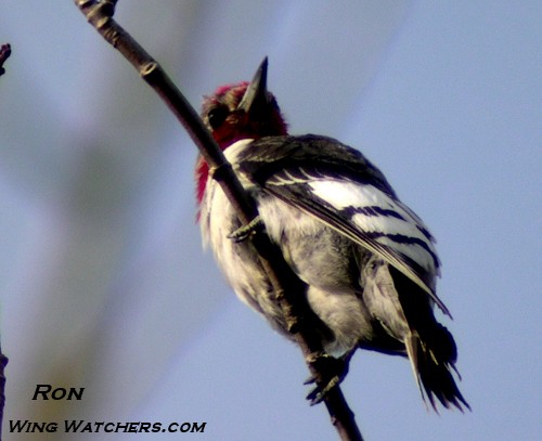 Red-headed Woodpecker [imm]) by Ron Pelletier