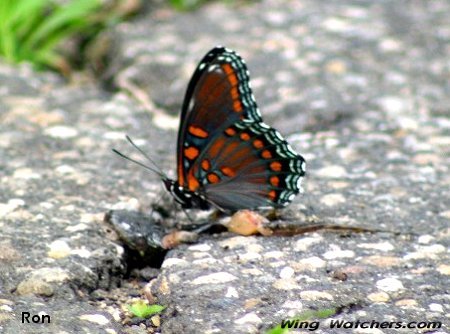 Red-spotted Purple Butterfly by Ron Pelletier