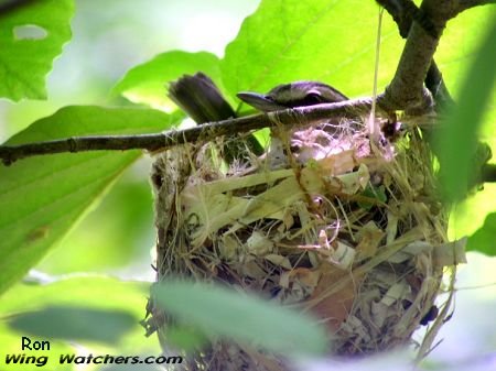 Red-eyed Vireo by Ron Pelletier