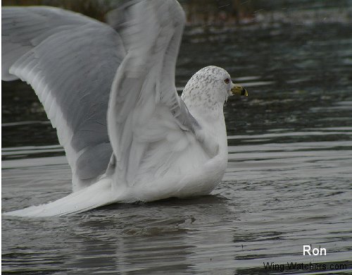 Ring-billed Gull by Ron Pelletier