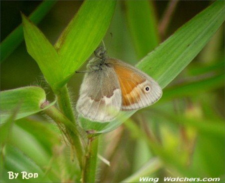 Common Ringlet by Ron Pelletier