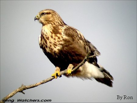 Rough-legged Hawk by Ron Pelletier