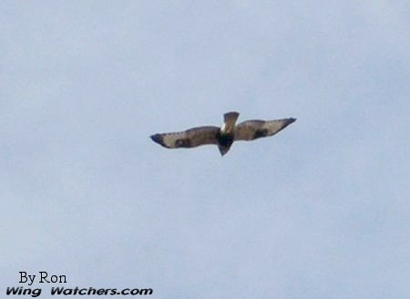 Rough-legged Hawk by Ron Pelletier