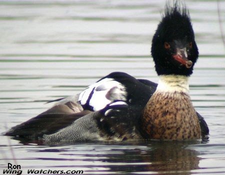 Red-breasted Merganser (M) by Ron Pelletier