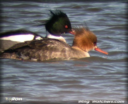 Red-breasted Mergansers (M-F) by Ron Pelletier