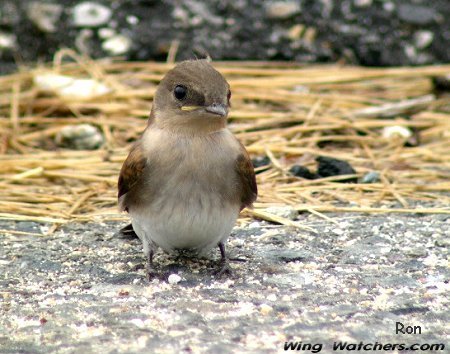 Northern Rough-winged Swallow (fledgling) by Ron Pelletier