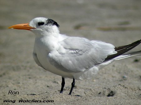 Royal Tern in winter plummage by Ron Pelletier