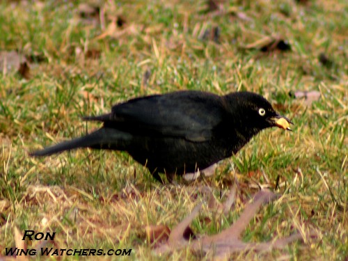 Rusty Blackbird (M) by Ron Pelletier