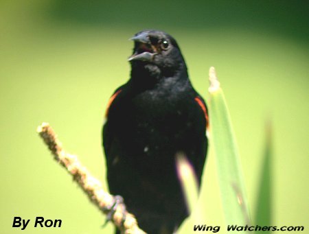 Red-winged Blackbird (M) by Ron Pelletier