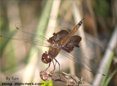 Carolina Saddlebags (F) by Ron Pelletier