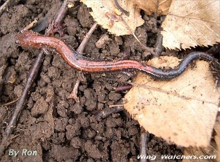 Unknown Salamander by Ron Pelletier