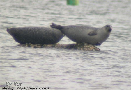 Harbor Seal by Ron Pelletier