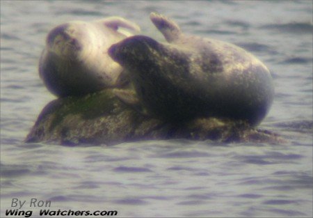 Harbor Seal by Ron Pelletier