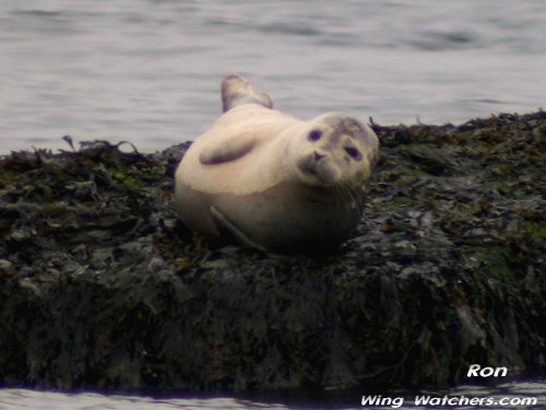 Harbor Seal by Ron Pelletier