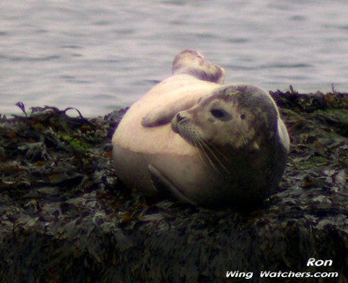 Harbor Seal by Ron Pelletier